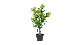 Skimmia Tree, artificial plant, green, 75 cm